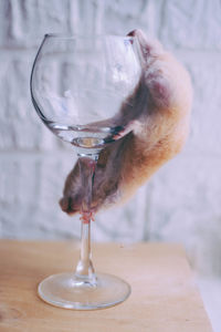 Close-up of wineglass on table