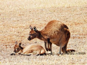 Kangaroo family in a field