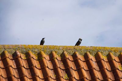 Low angle view of bird perching on roof against sky