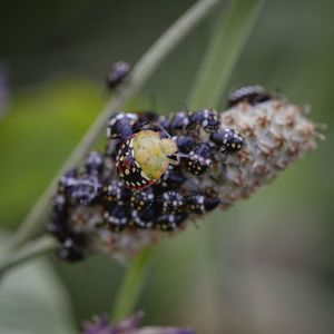 Close-up of insect on fruit