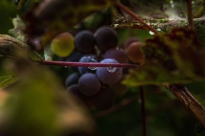 Close-up of fruit growing on tree