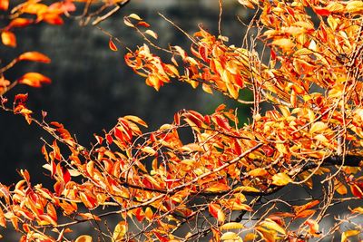 Close-up of autumnal leaves against blurred background