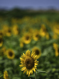 Close-up of sunflower on field