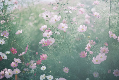 Pink flowering plants on land