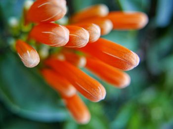 Close-up of orange flower