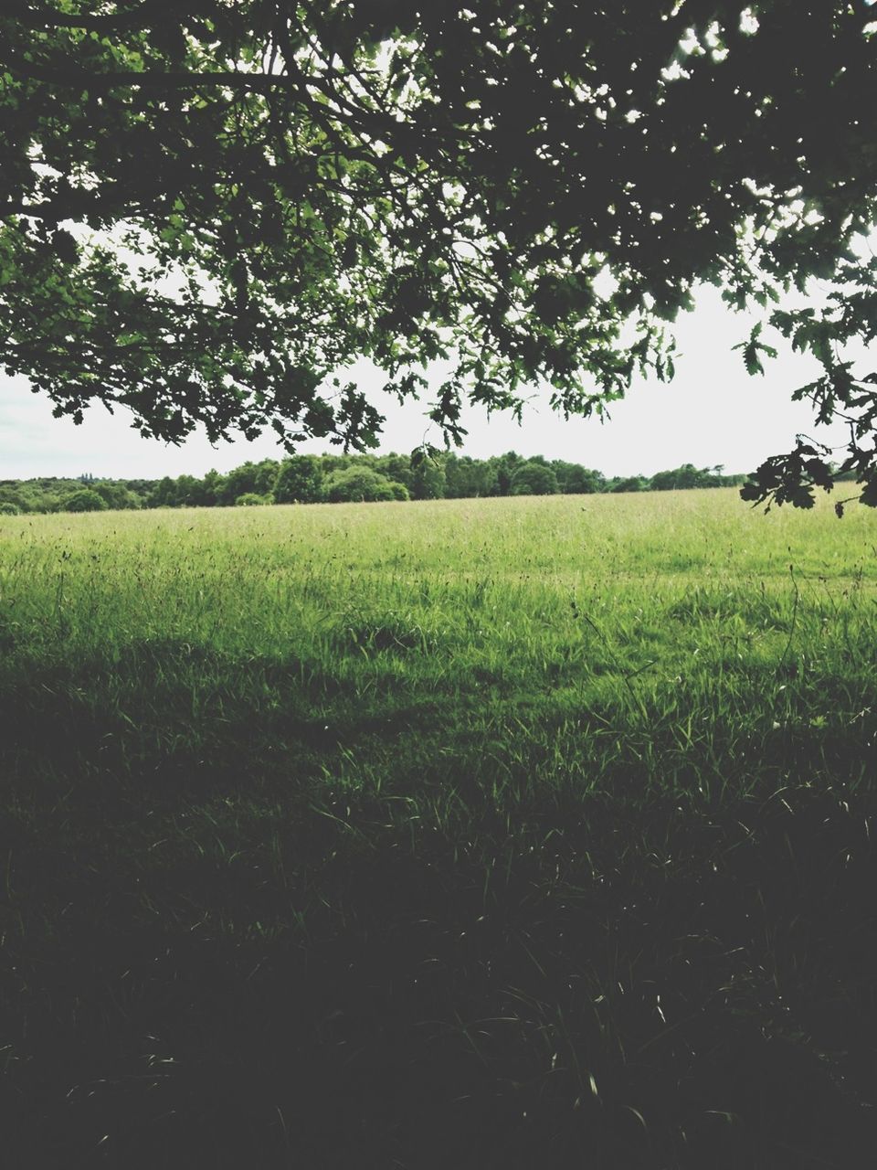 field, tranquility, growth, green color, tranquil scene, landscape, tree, grass, beauty in nature, nature, scenics, rural scene, agriculture, grassy, clear sky, green, day, idyllic, sky, outdoors