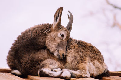 Close-up of two cats resting