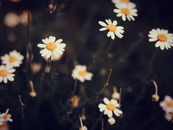 Close-up of fresh white flowers blooming outdoors