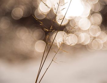 Low angle view of illuminated plant