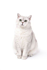 Portrait of a cat against white background