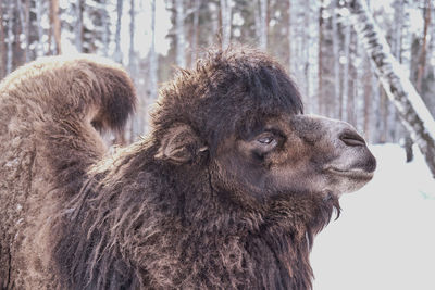 Close-up portrait of old camel on a farm on a background of winter forest.