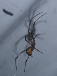 Close-up of spider