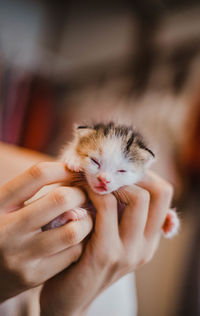 Close-up of hand holding cat