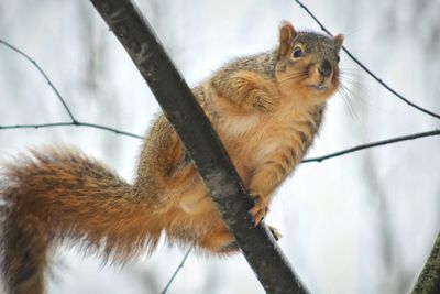 Close-up of squirrel on tree