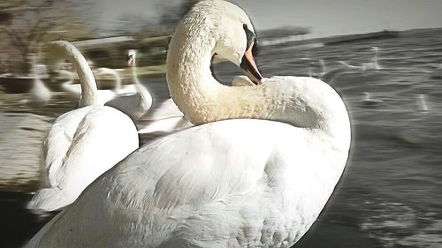 Close-up of swan swimming in lake