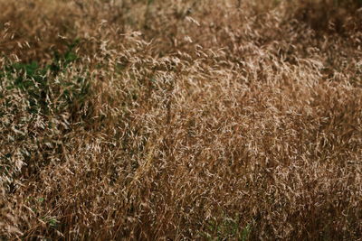 Close-up of plants