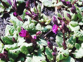 High angle view of purple flowers
