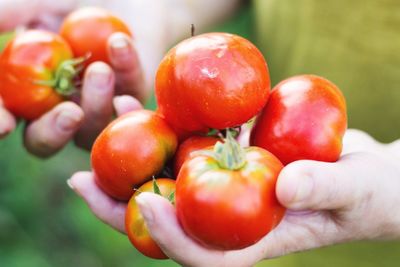 Close-up of person holding tomatoes