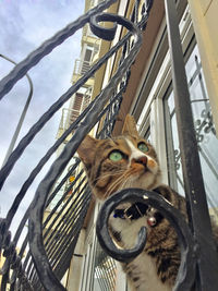 Low angle view of cat looking through window