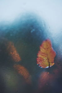 Dry leaves floating on water