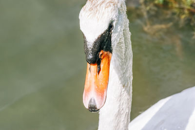 Close-up of swan in lake