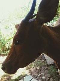 Close-up of horse in ranch