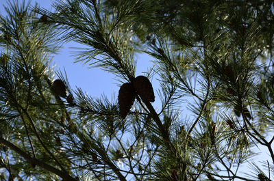 Low angle view of bird perching on tree