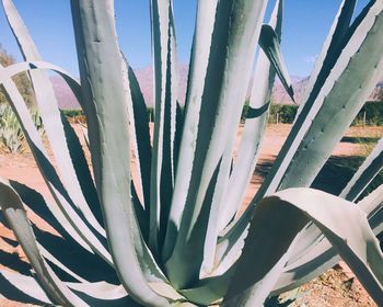 Close-up of succulent plant on field against sky