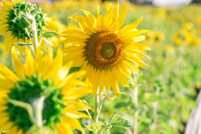 Close-up of yellow flowering plant