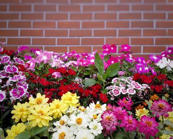 Close-up of pink flowering plants