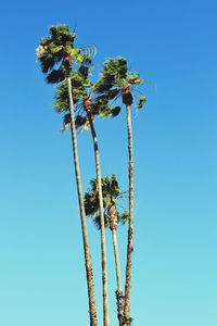 Low angle view of palm tree against clear blue sky