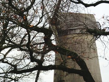 Low angle view of tree against sky