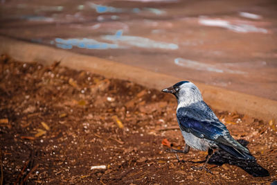 Close-up of bird perching on land