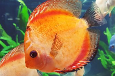 Close-up of fish swimming in aquarium