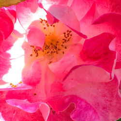 Close-up of pink flower