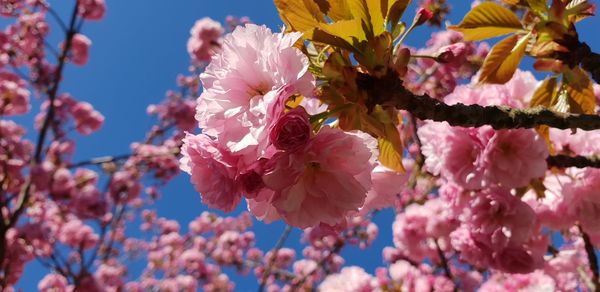 Close-up of pink cherry blossom