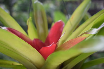 Close-up of plant