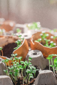 Close-up of potted plant in water