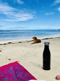 View of an animal on beach