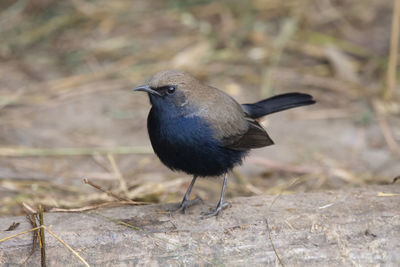 Close-up of bird perching on a field