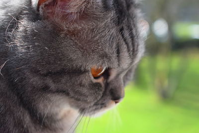 Close-up of a cat