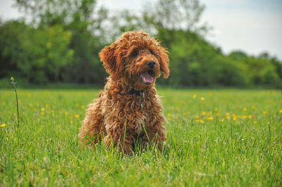 Dog sitting on grass in field