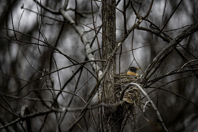 Bird perching on tree