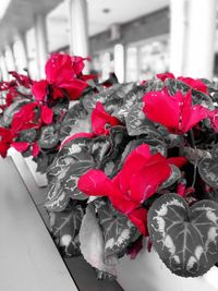 Close-up of red roses