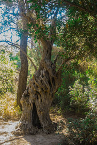 Tree in forest