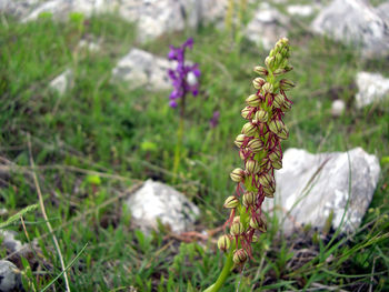 Close-up of purple flowering plant on field