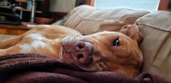 Close-up of dog relaxing at home