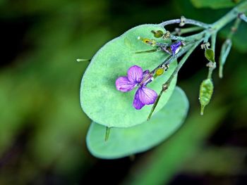 Close-up of purple flowering plant