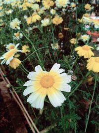 Close-up of yellow flowers blooming on field