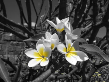 Close-up of frangipani blooming on tree